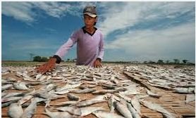 menjemur ikan